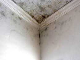 Best Residential Mold Inspection & Testing  in Olean, NY